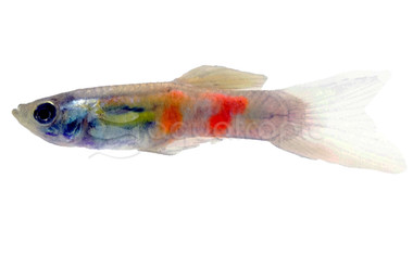 Endler's Vienna Emerald Green Guppy, Male :: 24314