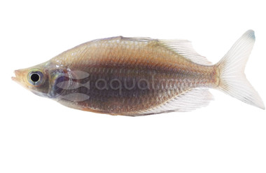 Deep Water Creek / Eastern Rainbowfish :: 90846
