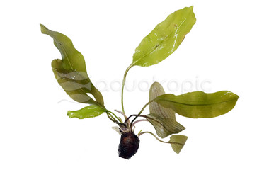 Madagascar Lace Plant (rooted) :: 57971