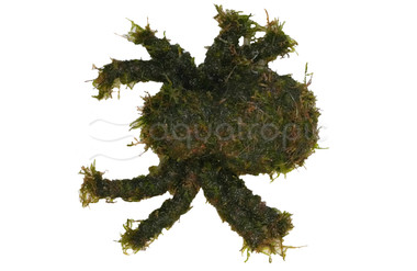 Mossy Spider :: 14500