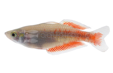 Parkinson's Rainbowfish :: 97149