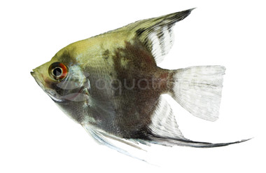 Paraiba Smokey Blue Angelfish :: 94722