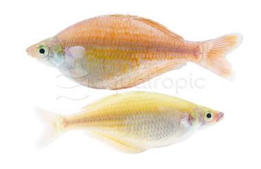 Bleheri Rainbowfish :: 61009