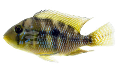 Eartheater Pearl Brasiliensis :: 18452