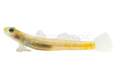 Sicyopus Red Laser Goby :: 44233