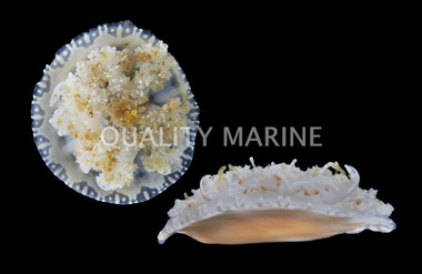 Upside Down Jellyfish :: 54004