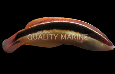 Blackstripe Coris Wrasse :: 33875