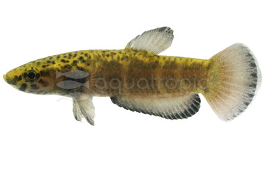 Albimarginata Betta, Male  :: 53629