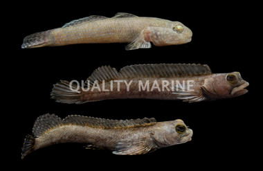 Assorted Goby :: 18608