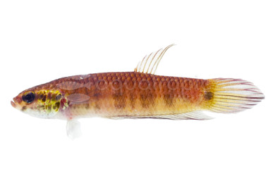 Foerschi Betta, Male :: 18984