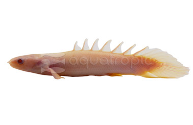 Senegalus Albino Short Body :: 75593
