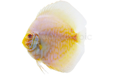 Butterfly White Discus :: 87222