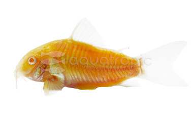 Glo Sunburst Orange Cory Catfish :: 42563