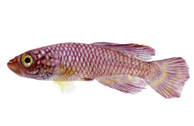 Blue Wing Mafia Korthausae Killifish :: 87460