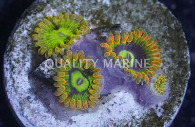 Zoa, Yoda :: 80480