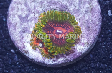 Zoa, Krak Morph :: 46910