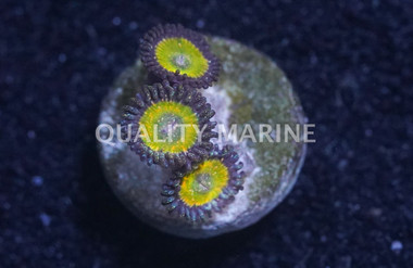 Zoa, Funny D :: 21435