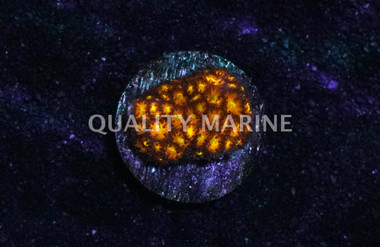 Leptastrea, Red w/Yellow center polyps (Spitfire) :: 62499