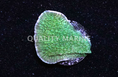 Cap, Green w/Blue polyps (Blueberry Fields) :: 62477