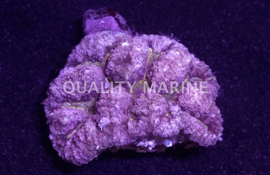 Pink Lobophyllia Brain Coral :: 52375