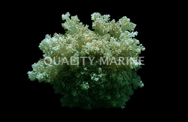 Hell Fire Anemone :: 50079