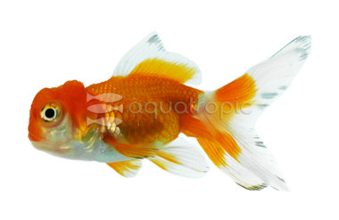 Red & White Oranda Goldfish :: 31026