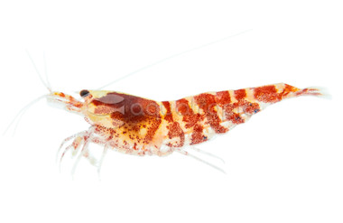 Red Galaxy Shrimp :: 20059