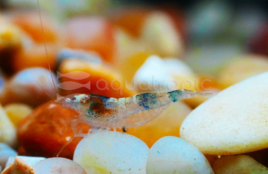 Mambo Blueberry Bee Shrimp :: 20067