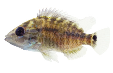 Blackthroat :: 56401