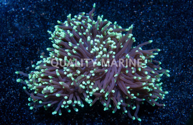 Green Tip Black Tentacle Torch Coral :: 83825
