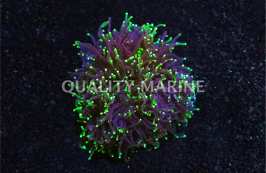 Green Tip Black Tentacle Torch Coral :: 83825