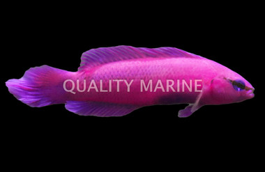 Orchid Fridmani Dottyback, QM Labs :: 61912
