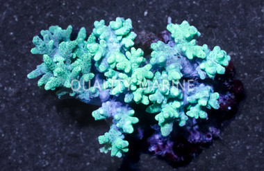 Thick Finger Green :: 40075