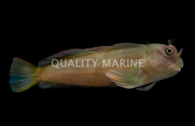 Chestnut Eyelash Blenny :: 12601