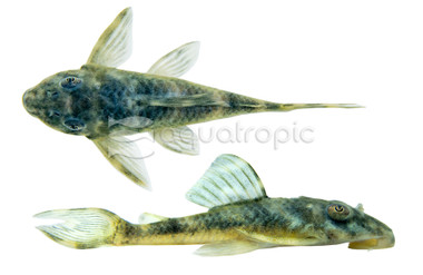浜の白熊 White Spot Bulldog Plecostomus L-187 - Quality Marine
