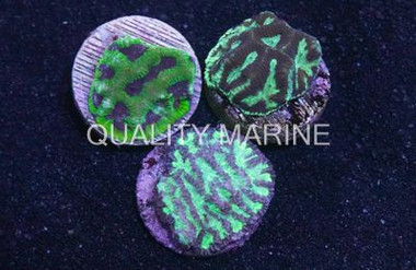 Maze, Colored :: 35999