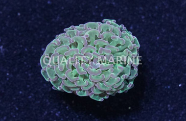 Hammer Branch Green w/Pink Tips :: 85797
