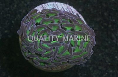 Hammer Branch Green w/Pink Tips :: 97332