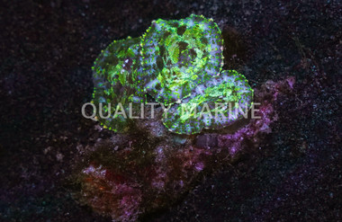 Tongan 'Shroom, Green w/Red Spots :: 55721