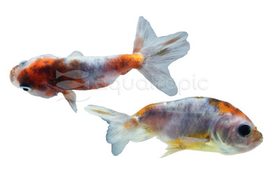 Calico Lionhead Goldfish :: 75198