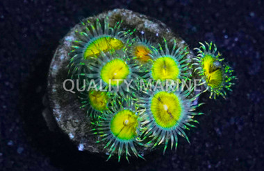 Zoa, Butt Munchers :: 41797