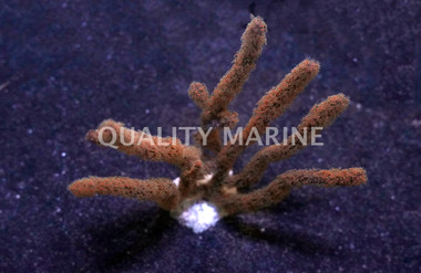 Colored Fan Gorgonian :: 51000