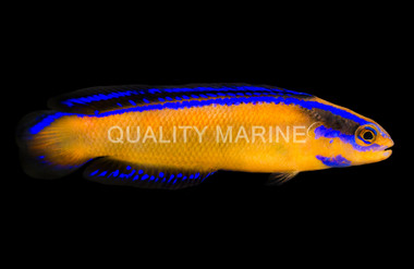 Neon Aldabraensis Dottyback, QM Labs :: 37747