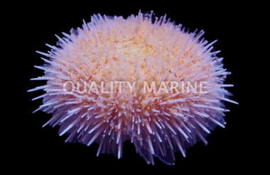 Pink Shortspine Urchin :: 94919