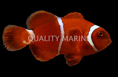 Maroon Clownfish, Goldflake :: 28680