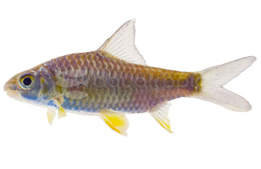 Big Scale Diamond Barb :: 08052