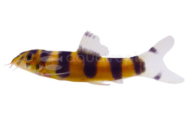 Emperor Loach :: 23383