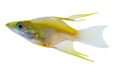 Featherfin/Threadfin Balloon Rainbowfish :: 72470