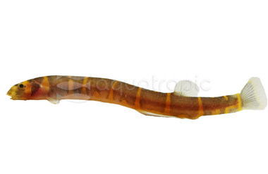 Thai Giant Kuhli Loach :: 23198