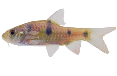 Clown Barb :: 39973